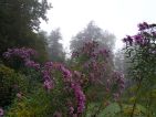 Enibas, Floraisons d'automne