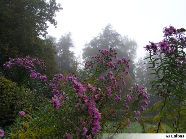Floraisons d'automne