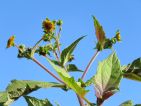 INDY27, Floraisons d'automne