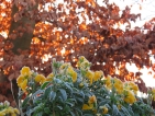 Improbables floraisons hivernales