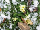 Improbables floraisons hivernales