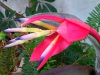 Improbables floraisons hivernales