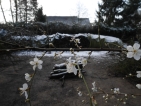 Improbables floraisons hivernales
