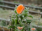 Improbables floraisons hivernales