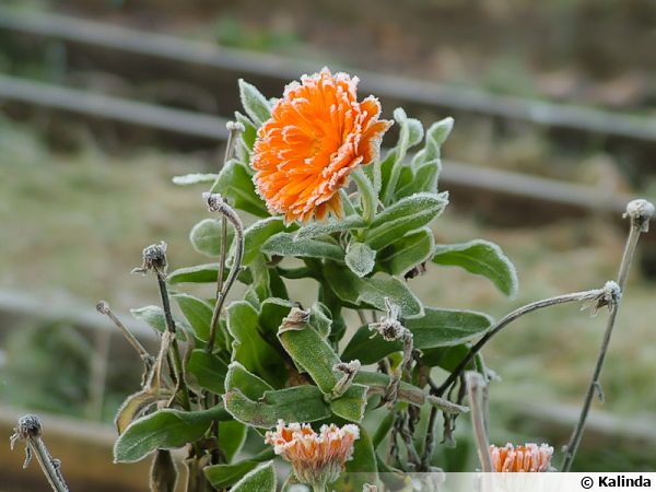 Improbables floraisons hivernales