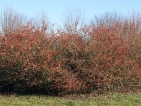 Improbables floraisons hivernales