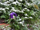 Improbables floraisons hivernales