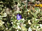 Improbables floraisons hivernales