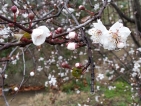 Improbables floraisons hivernales