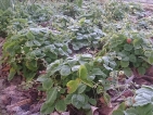 Improbables floraisons hivernales