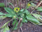 Improbables floraisons hivernales