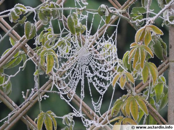 Photo du concours Magie du givre proposée par PATIENCES