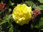 Photo de Enibas pour le concours "La vie en Rose" Photo de Enibas pour le concours "La vie en Rose"