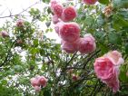 Photo de Colibri87 pour le concours "La vie en Rose" Photo de Colibri87 pour le concours "La vie en Rose"