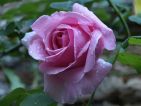Photo de bourru07 pour le concours "La vie en Rose" Photo de bourru07 pour le concours "La vie en Rose"