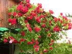Photo de Pousse-brouette pour le concours "La vie en Rose" Photo de Pousse-brouette pour le concours "La vie en Rose"