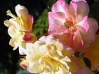 Photo de GPR pour le concours "La vie en Rose" Photo de GPR pour le concours "La vie en Rose"