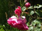 Photo de BUGADE pour le concours "La vie en Rose" Photo de BUGADE pour le concours "La vie en Rose"