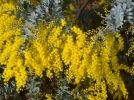 Mimosa de Bailey, Acacia de Cootamundra, Acacia baileyana