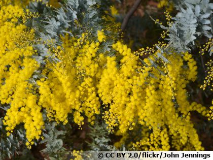 Mimosa de Bailey (Acacia baileyana) : le choix d'un feuillage gris-bleu unique