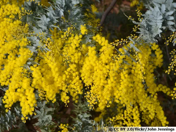 Mimosa de Bailey, Acacia de Cootamundra, Acacia baileyana