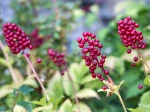 Act�e rouge, Actaea rubra
