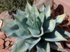 Agave  feuilles ovales, Agave langue de baleine, Agave ovatifolia