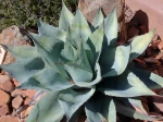 Agave � feuilles ovales, Agave langue de baleine, Agave ovatifolia