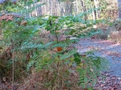 Anglique pineuse, Anglique en arbre d'Amrique, Aralia spinosa