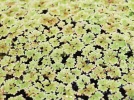 Azolla de Caroline, Foug�re moustique, Azolla caroliniana