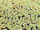 Azolla de Caroline, Fougre moustique, Azolla caroliniana