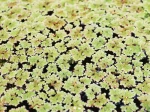 Azolla de Caroline, Foug�re moustique, Azolla caroliniana