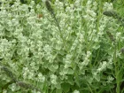Ballote, Dictamne batard, Faux dictamne, Ballota pseudodictamnus