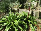 Beschornria rouge, Lis du Mexique, Faux-yucca rouge, Beschorneria septentrionalis