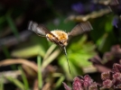 Les bombyles, d'tranges insectes au vol stationnaire