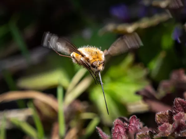 Le grand bombyle, Bombylius major en vol stationnaire