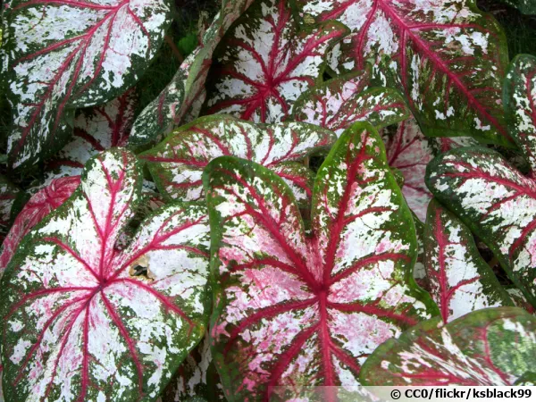 Caladium