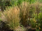 Calamagrostide � fleurs pointues, Gourbet, Calamagrostide stricte, Calamagrostis x acutiflora