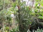 Palmier bambou, Chamaedorea seifrizii
