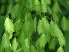 Folle avoine d'Amrique, Avoine indienne, Chasmanthium latifolium