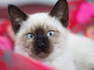 Le Siamois, un chat unique