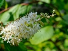 Clethra alnifolia, Clthre  feuilles d'aulne