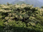 Clthra du Japon, Clethra barbinervis