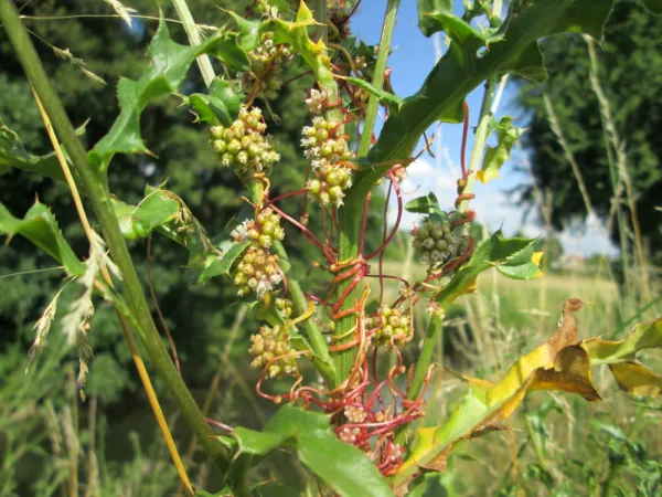 Cuscute d'Europe, <i>Cuscuta europaea</i>