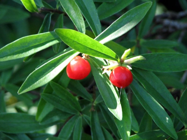 Fruit du laurier d'Alexandrie