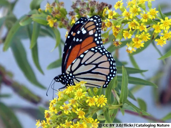 Le monarque Danaus plexippus plexippus butinant Solidago sempervirens