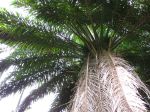 Palmier à huile africain, Éléis de Guinée, Elaeis guineensis