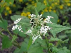 pinard arbustif, Sarrasin vivace, pinard d'Asie, Fagopyrum dibotrys