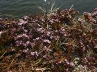 Bruyre marine, Franknie lisse, Frankenia laevis