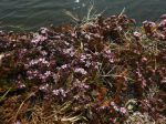 Bruyère marine, Frankénie lisse, Frankenia laevis